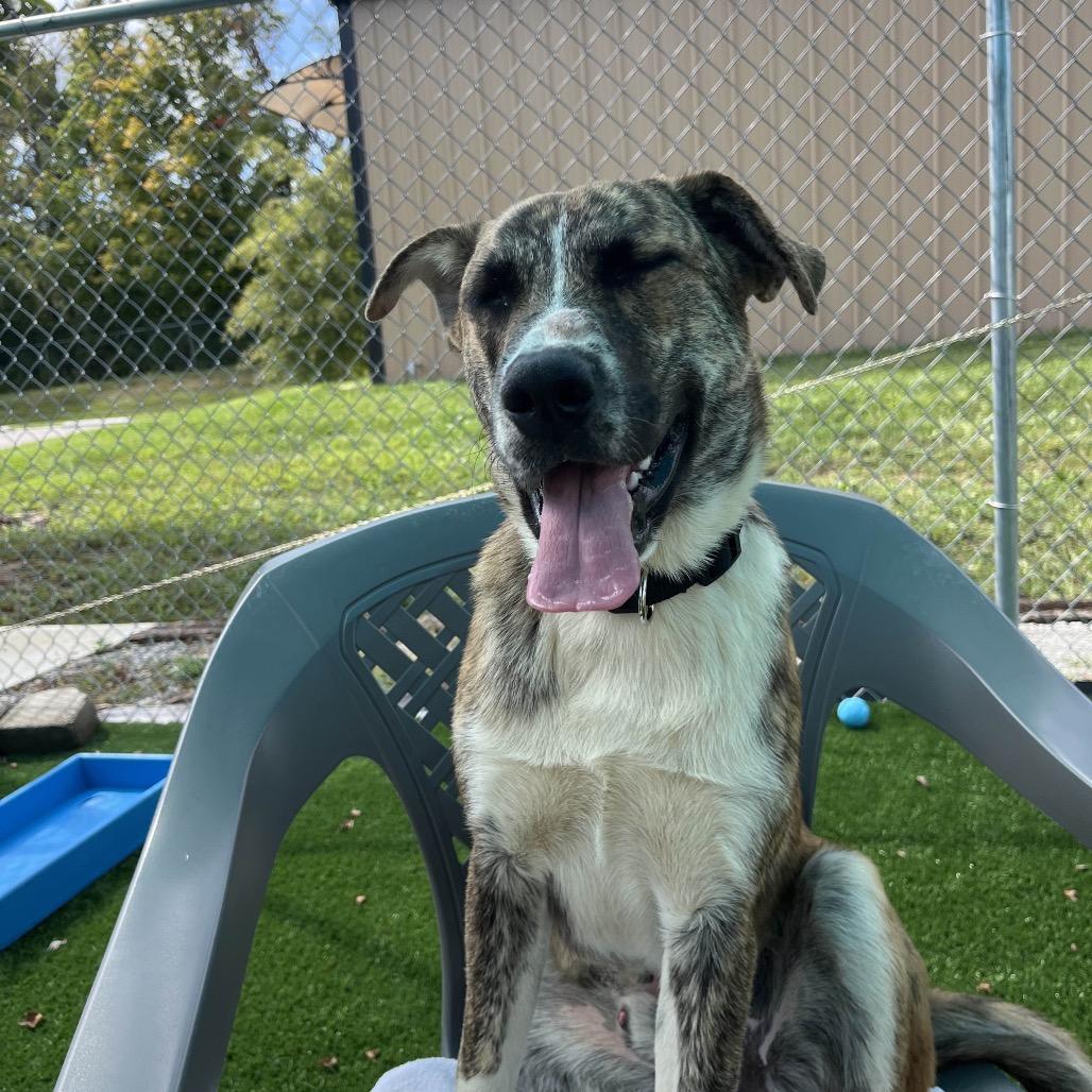 Enlarge Sarge, a Adoptable mixed breed in La Grange, KY image 2/6