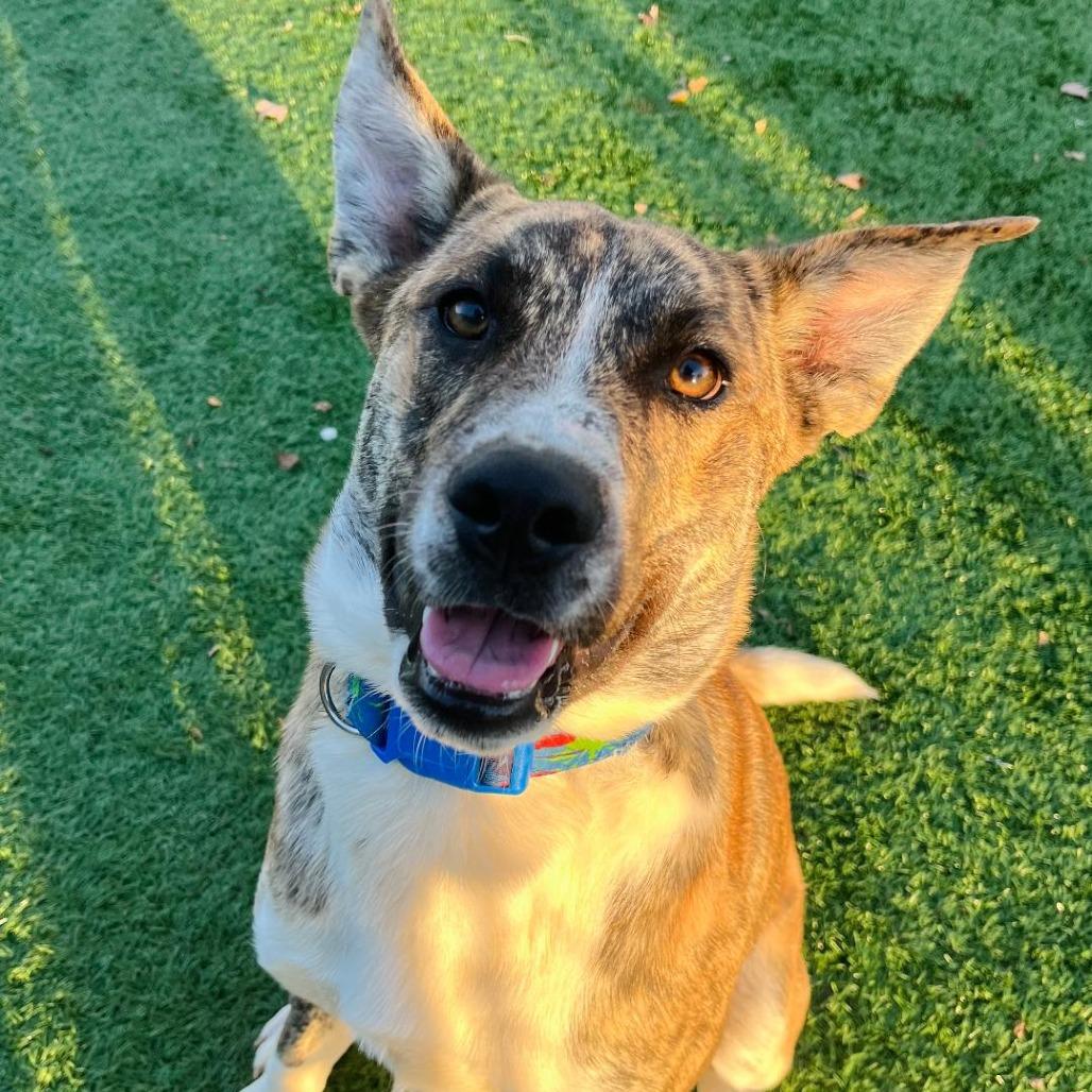 Sarge, Adoptable, Young Male German Shepherd Dog & English Bulldog.