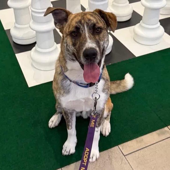 Enlarge Sarge, a Adoptable mixed breed in La Grange, KY image 2/6