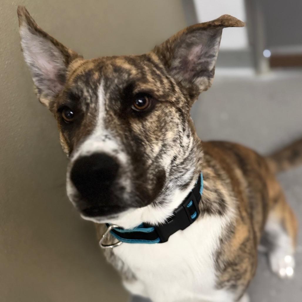 Sarge, a Adoptable mixed breed in La Grange, KY image 3/6