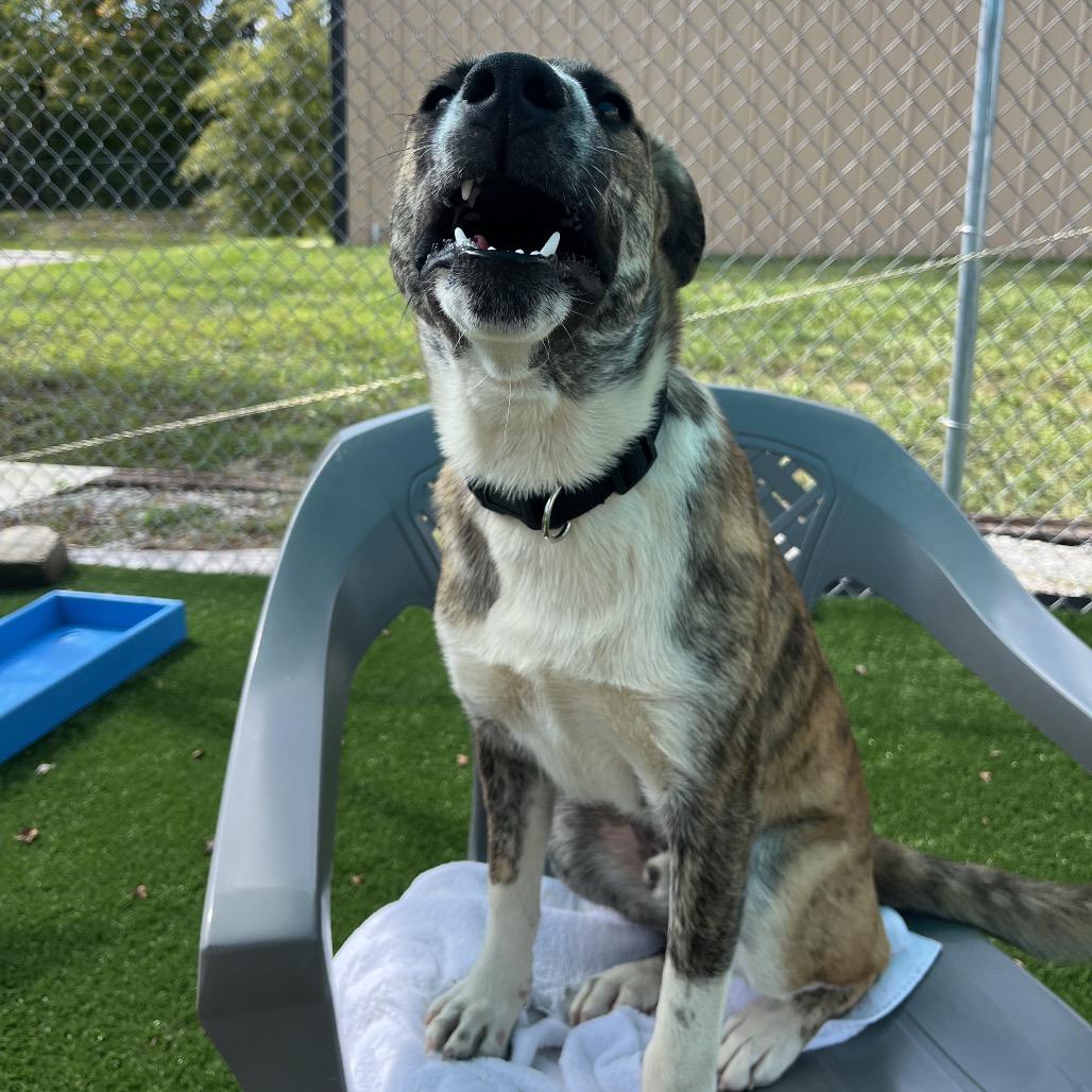 Enlarge Sarge, a Adoptable mixed breed in La Grange, KY image 3/6