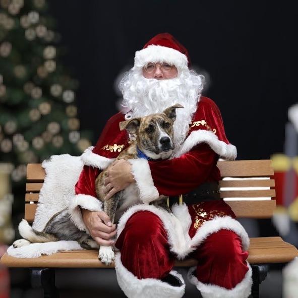 Sarge, a Adoptable mixed breed in La Grange, KY image 4/6