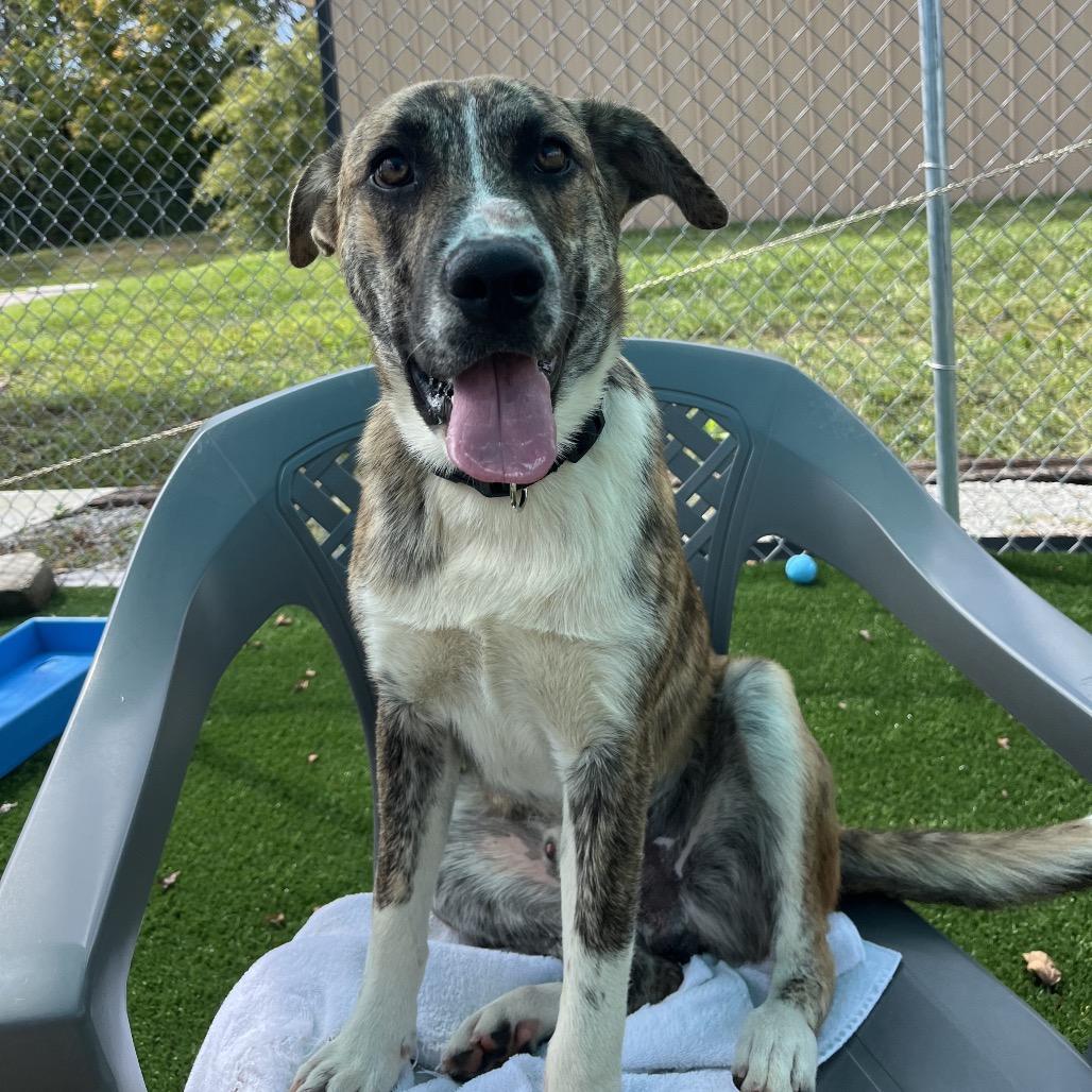 Enlarge Sarge, a Adoptable mixed breed in La Grange, KY image 4/6