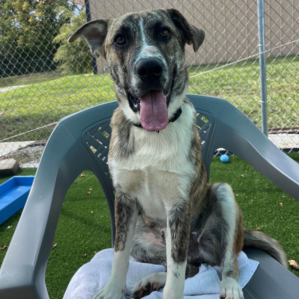 Enlarge Sarge, a Adoptable mixed breed in La Grange, KY image 5/6