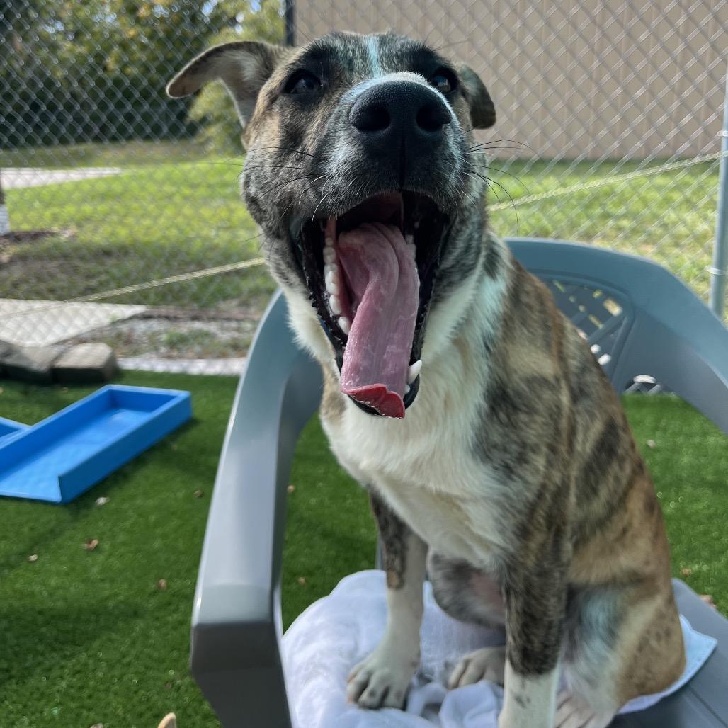 Sarge, a Adoptable mixed breed in La Grange, KY image 5/6