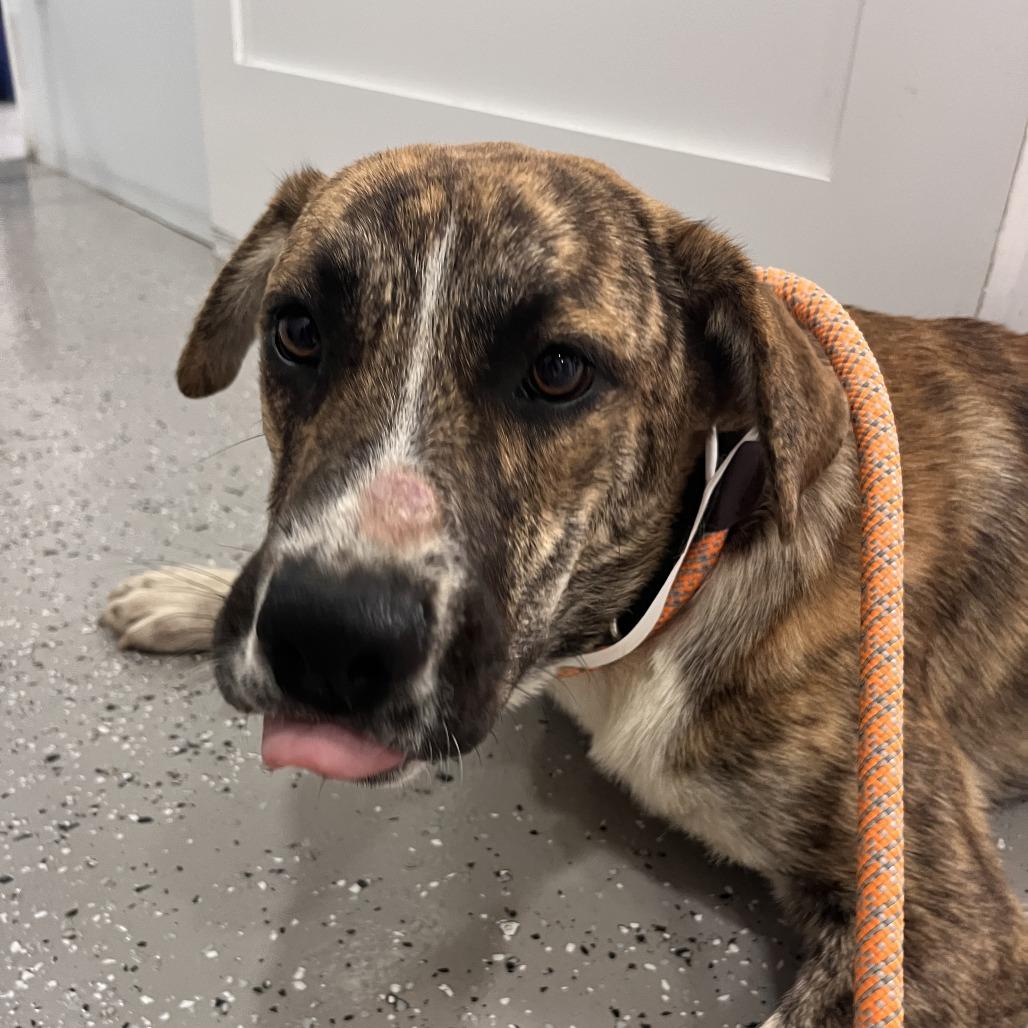 Enlarge Sarge, a Adoptable mixed breed in La Grange, KY image 6/6