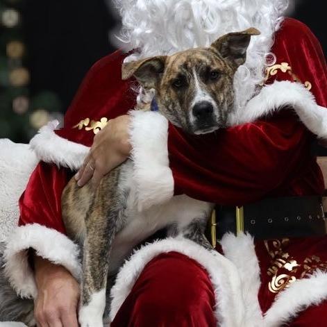 Sarge, a Adoptable mixed breed in La Grange, KY image 6/6