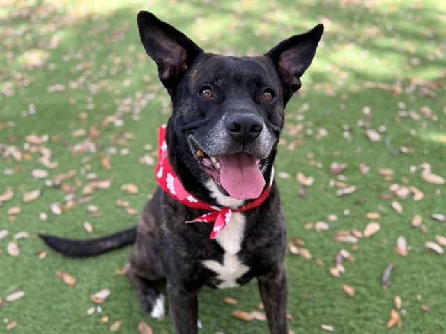 Enlarge SCOUT, a Adoptable American Staffordshire Terrier in Fort Lauderdale, FL image 1/1