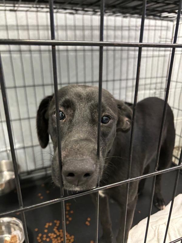 Ross, Adoptable, Young Male Labrador Retriever & Labrador Retriever.