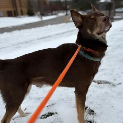 Sawyer, Adoptable, Adult Male Husky.
