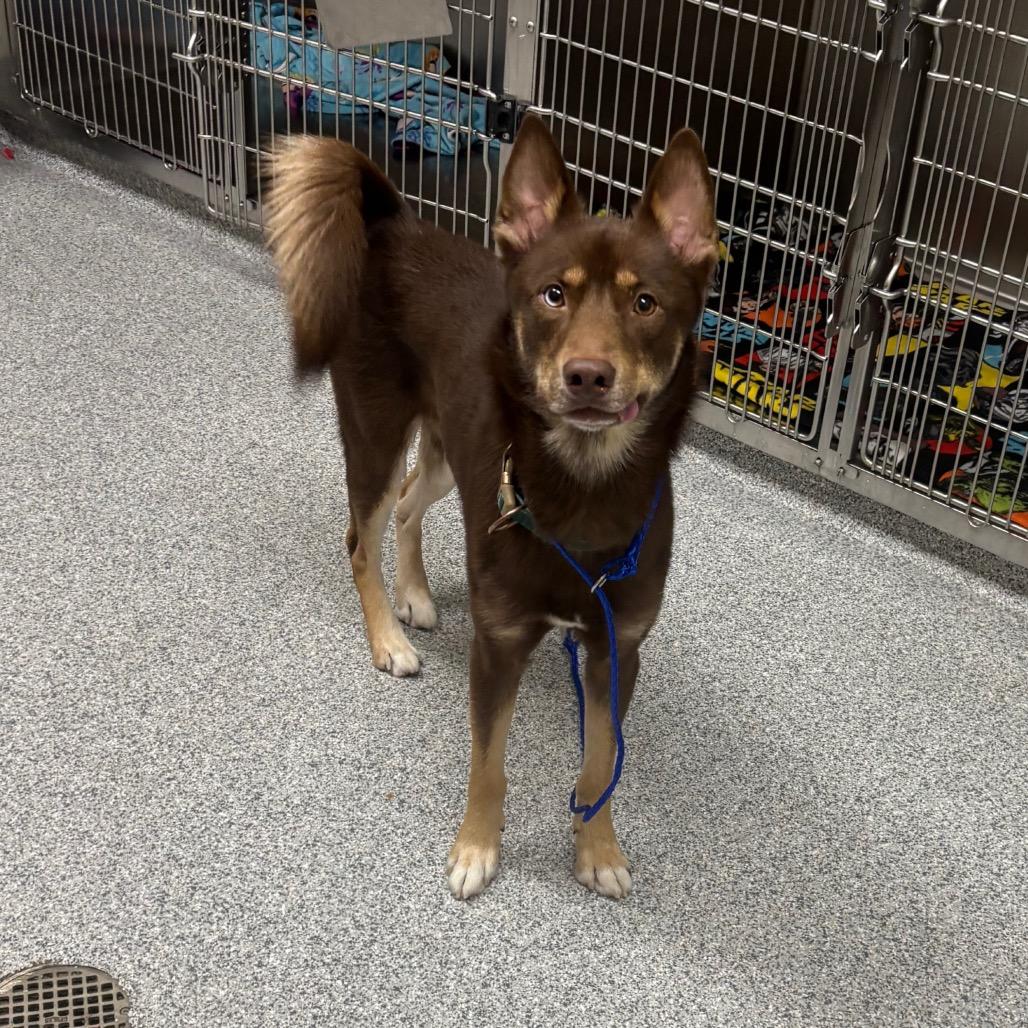 Enlarge Sawyer, a Adoptable Husky in Grand Rapids, MI image 2/2