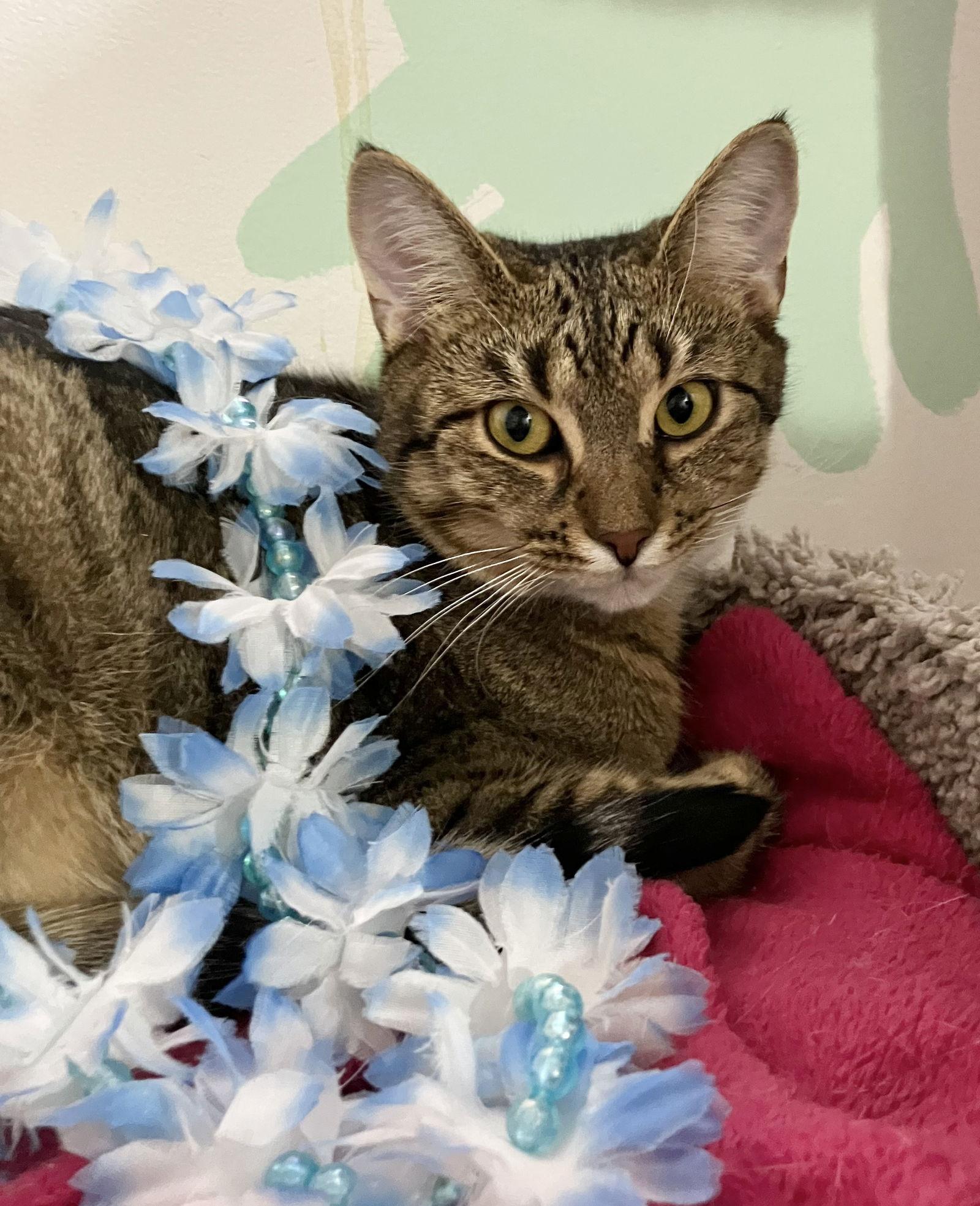 Malarkey — thumbnail 2