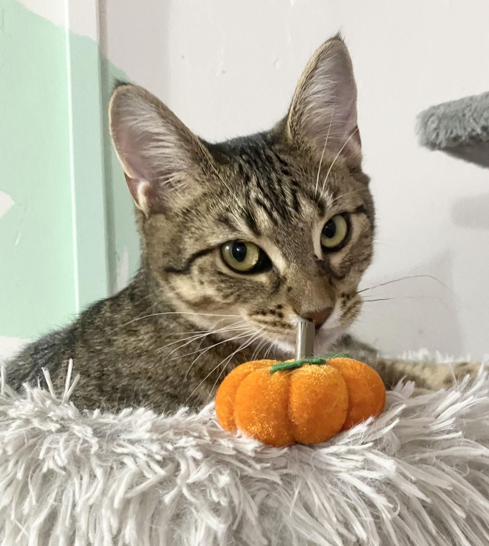 Malarkey thumbnail 4