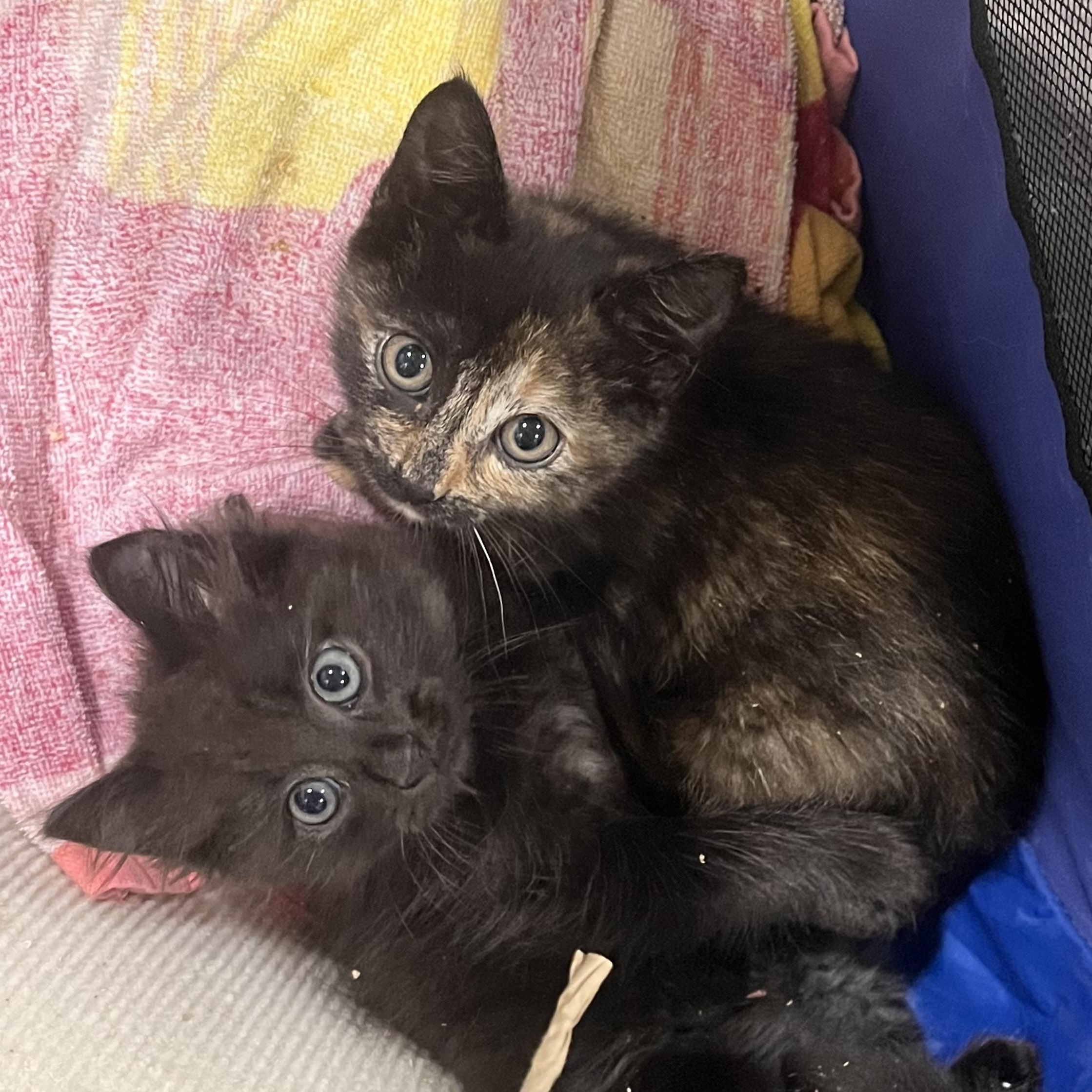 Enlarge Hugo & Hera, an adopted mixed breed in Hyattsville, MD image 1/6
