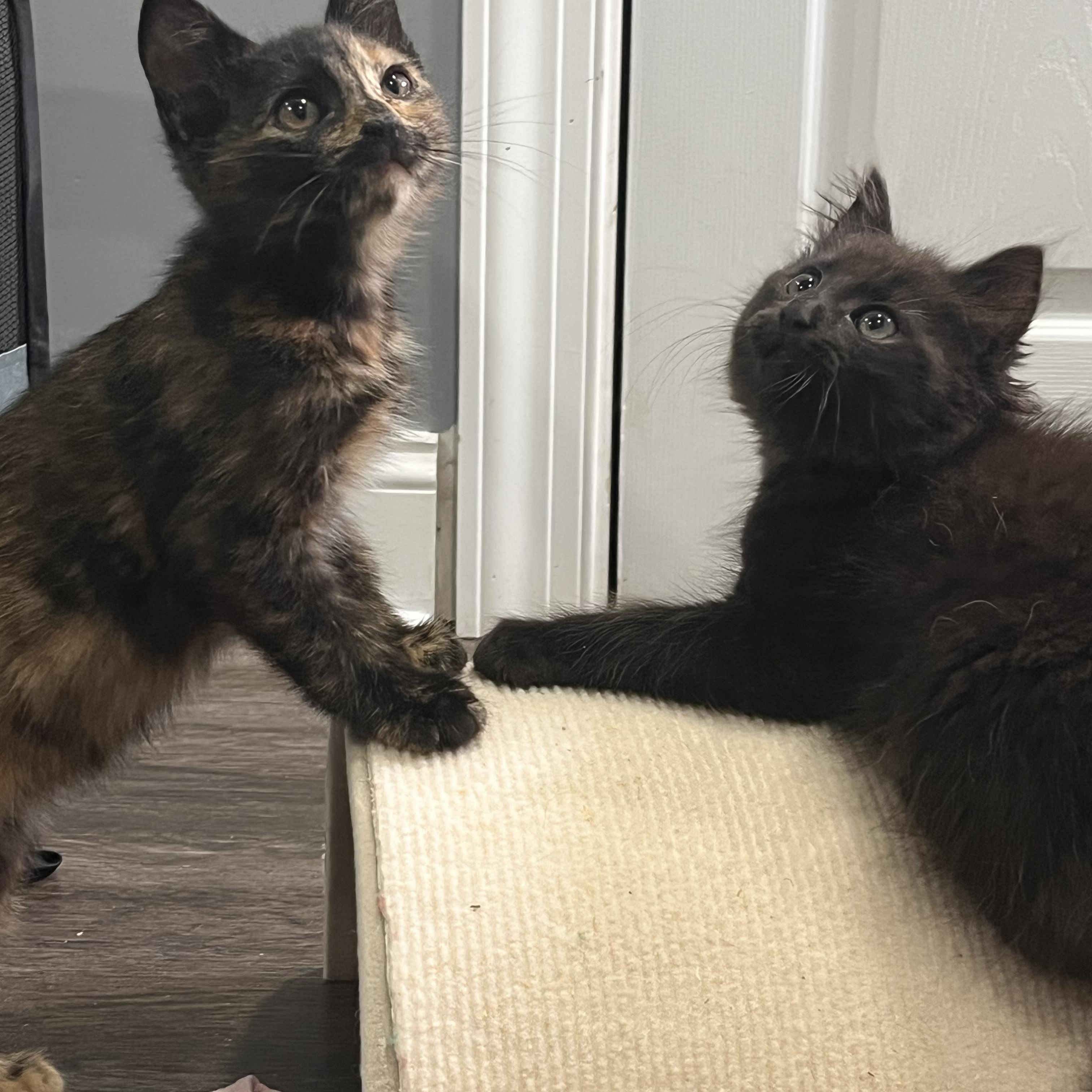 Enlarge Hugo & Hera, an adopted mixed breed in Hyattsville, MD image 3/6
