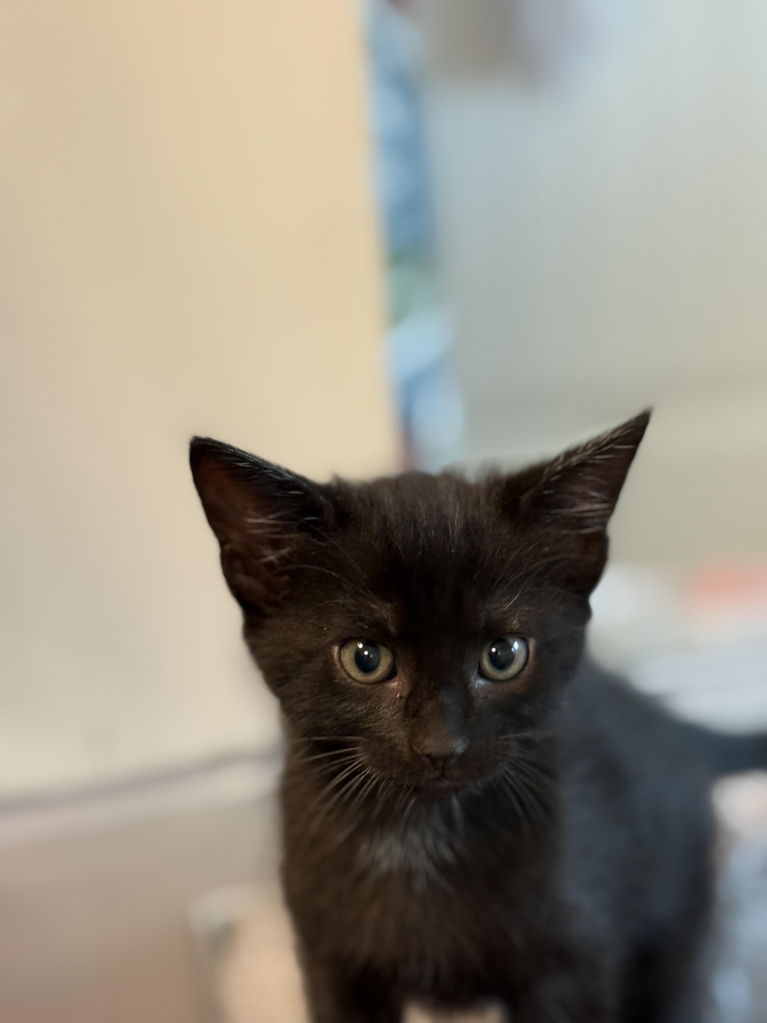 Francis, Young Male Domestic Short Hair