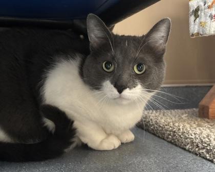 Enlarge Thumper, a Adoptable mixed breed in Maumee, OH image 1/3