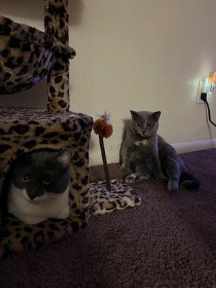 Enlarge Thumper, a Adoptable mixed breed in Maumee, OH image 2/3