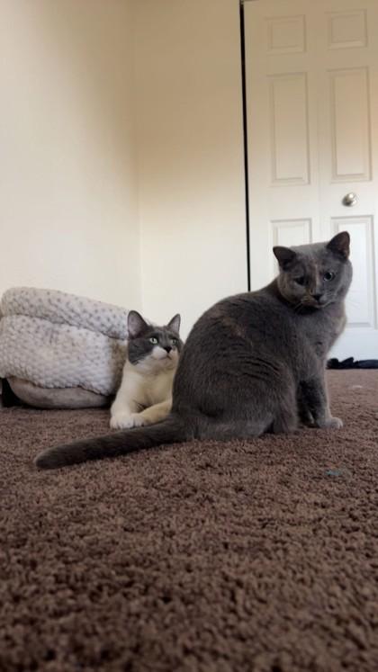 Enlarge Thumper, a Adoptable mixed breed in Maumee, OH image 3/3