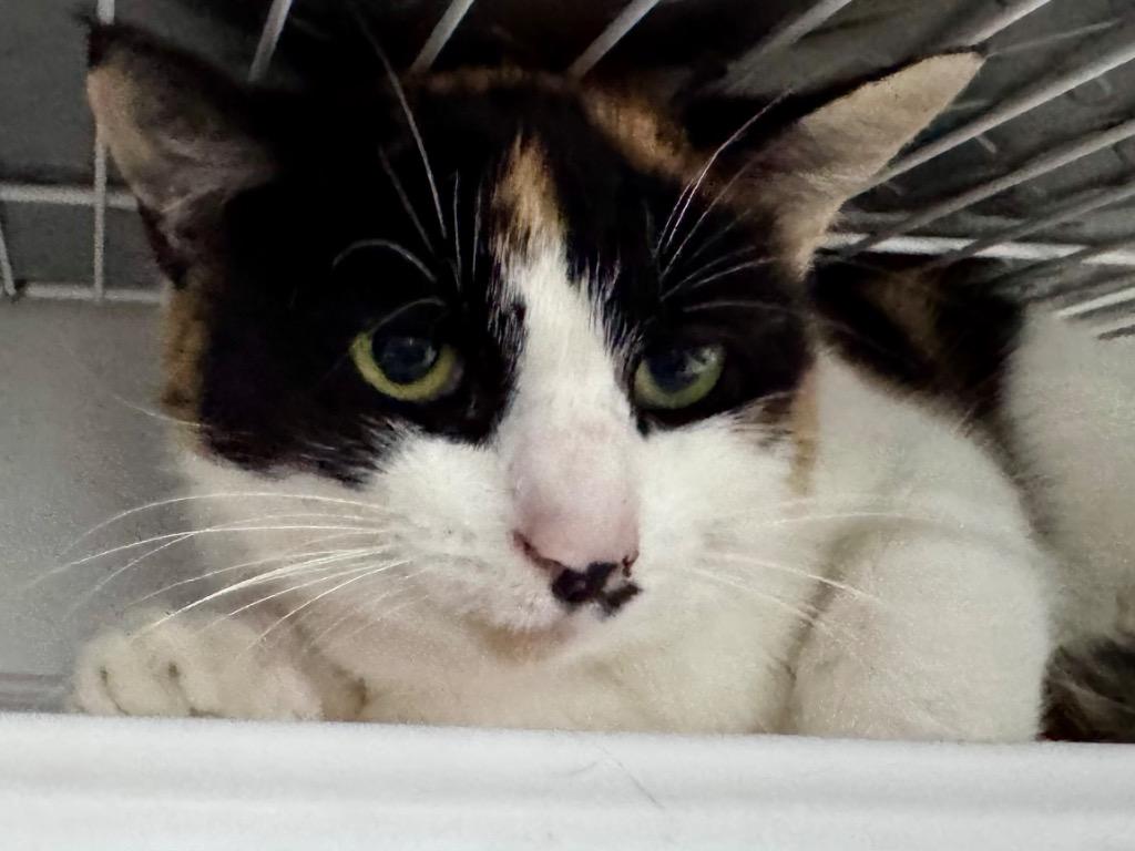 Enlarge Wrenna, a Adoptable Dilute Calico in Powell, OH image 1/1