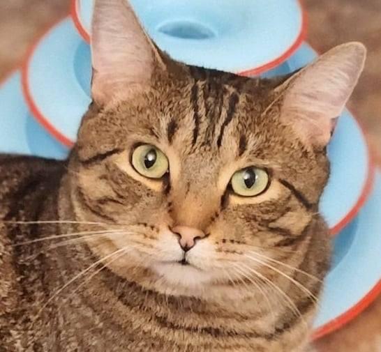 Maurice, a ADOPTABLE mixed breed in Chertsey, QC image 1/4