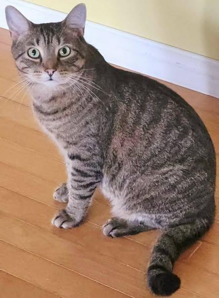 Maurice, a ADOPTABLE mixed breed in Chertsey, QC image 4/4