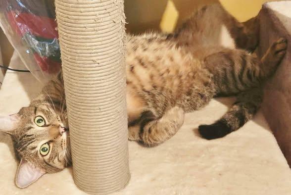 Maurice, a ADOPTABLE mixed breed in Chertsey, QC image 2/4