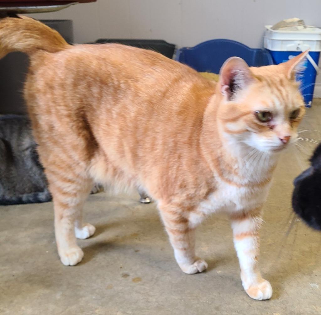 Enlarge Diamond, a Adoptable mixed breed in Portland, IN image 1/3