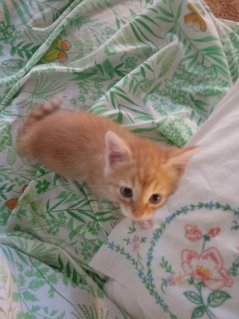 Enlarge Diamond, a Adoptable mixed breed in Portland, IN image 2/4