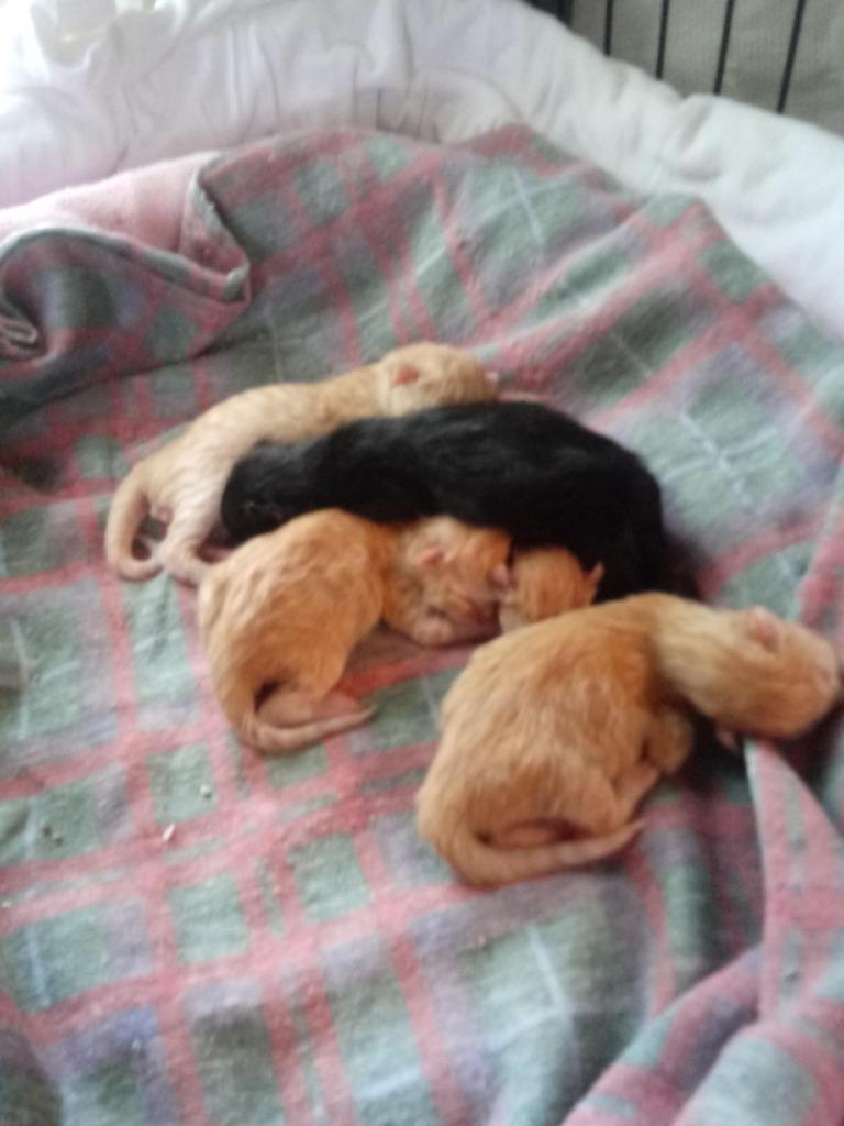 Enlarge Diamond, a Adoptable mixed breed in Portland, IN image 3/4