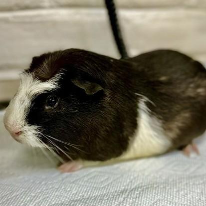 Jaffa Cake- #50267, ADOPTABLE, Adult Female Guinea Pig.