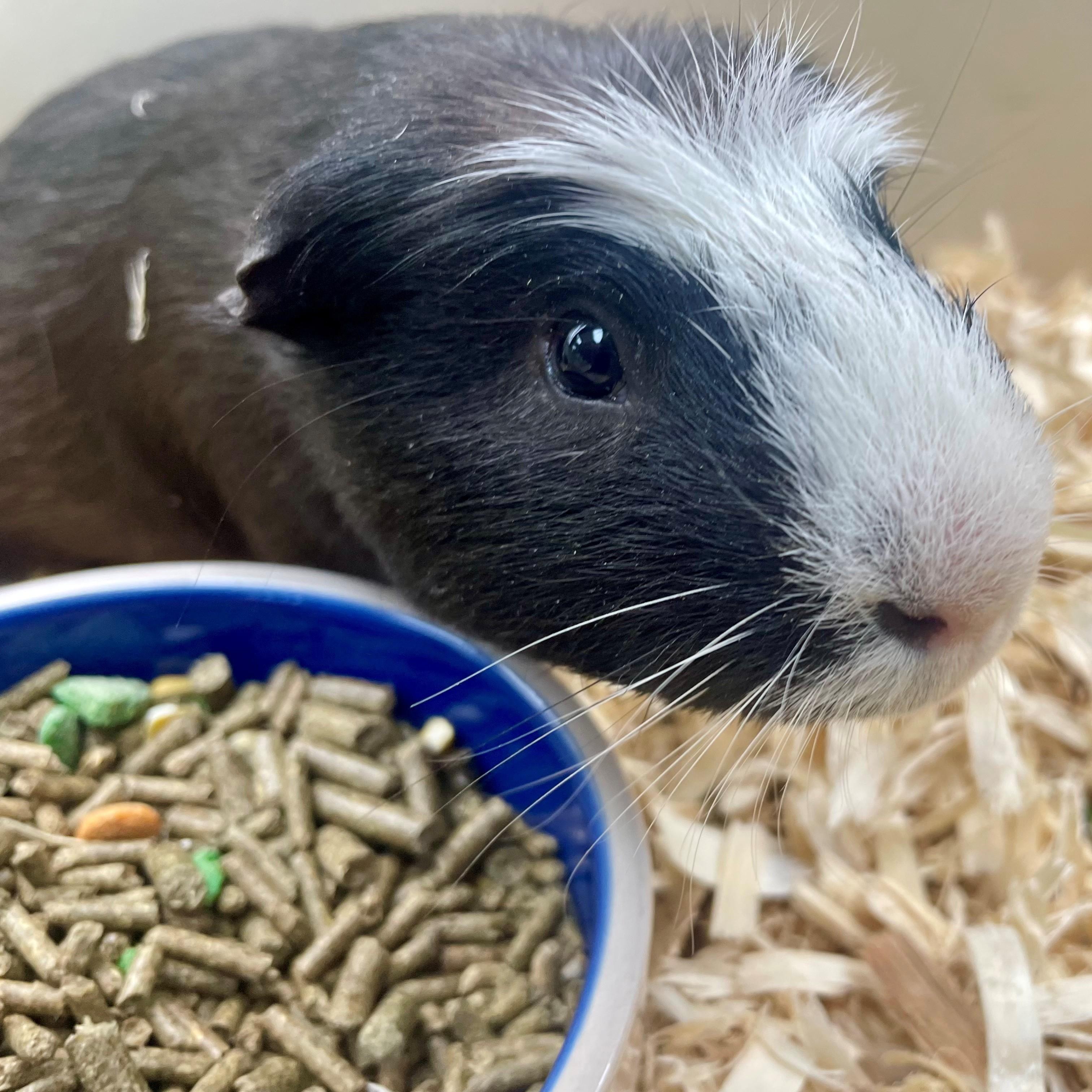Enlarge Jaffa Cake- #50267, a ADOPTABLE Guinea Pig in Columbia, MD image 2/4