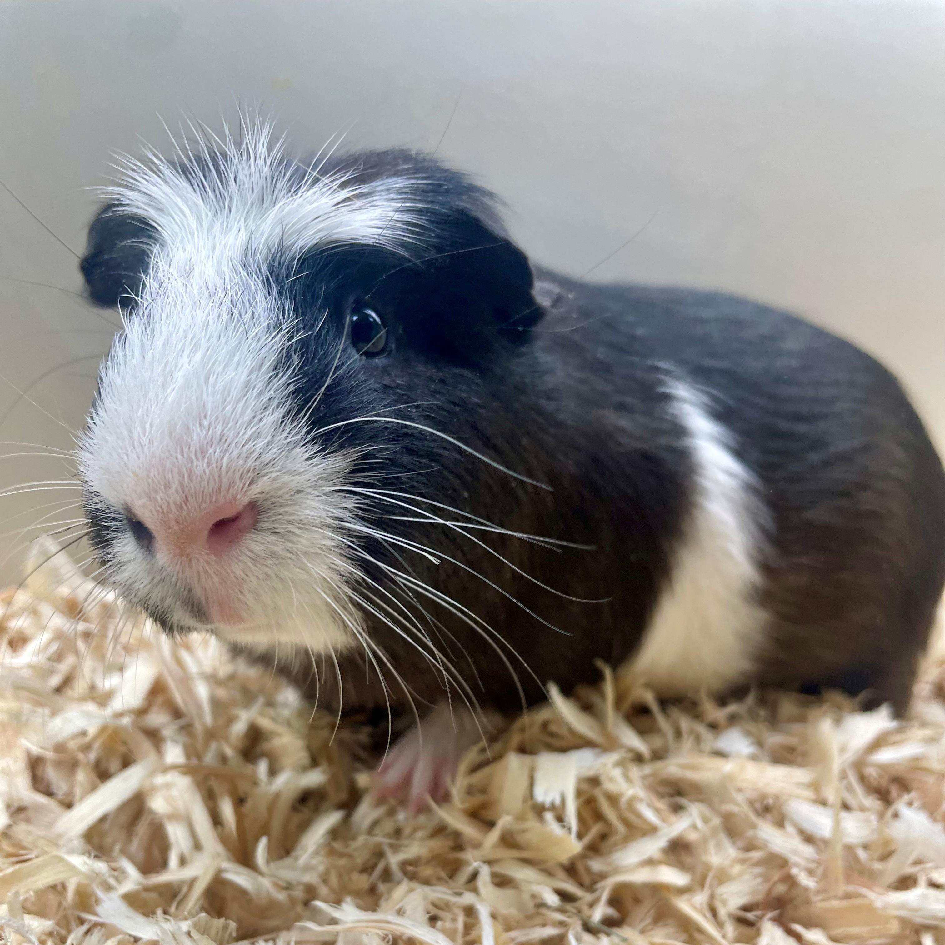 Jaffa Cake- #50267, ADOPTABLE, Adult Female Guinea Pig.