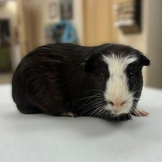 Jaffa Cake- #50267, ADOPTABLE, Adult Female Guinea Pig.