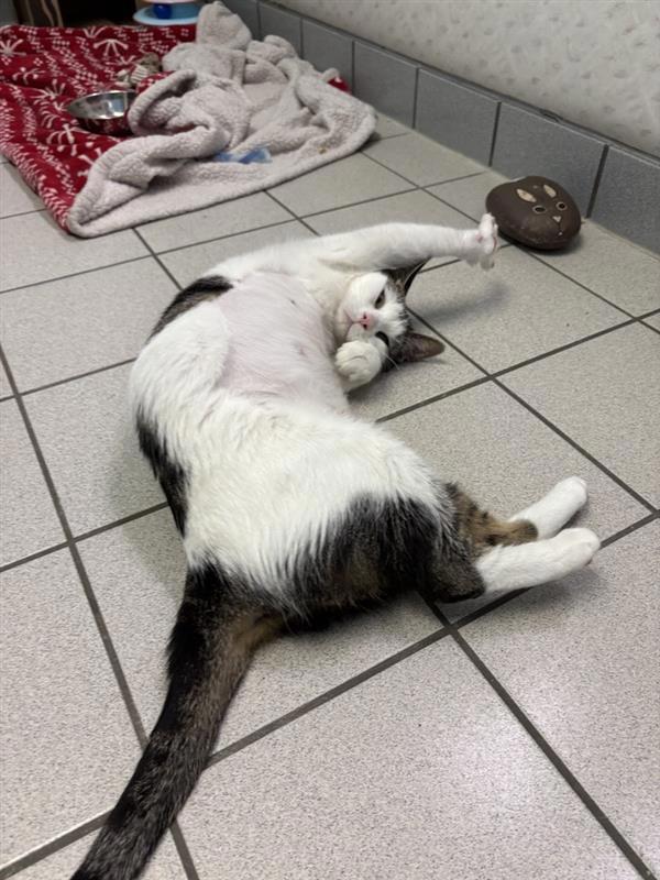 Sherry, Adoptable, Adult Female Domestic Short Hair.