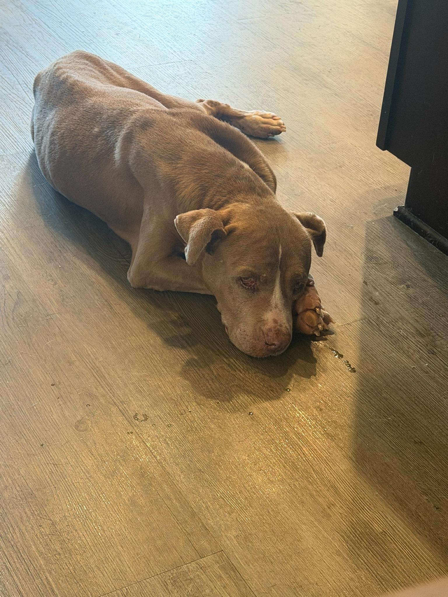 Enlarge Maggie Moose, a Adoptable Mixed Breed in Memphis, TN image 3/4