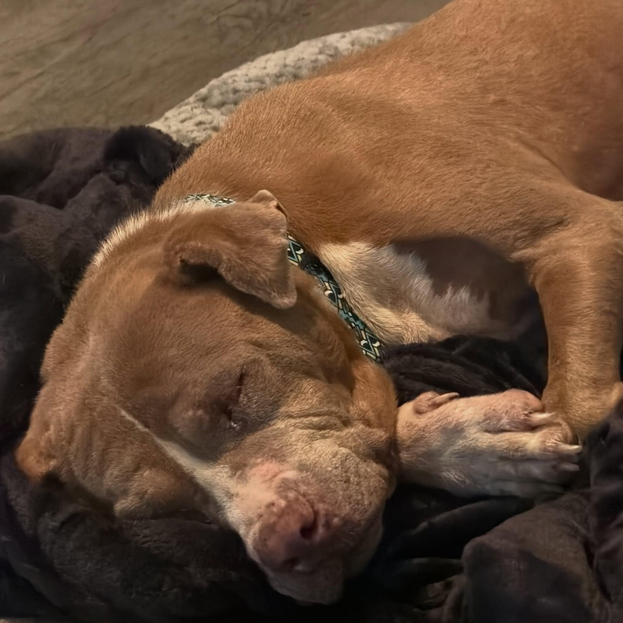 Enlarge Maggie Moose, a Adoptable Mixed Breed in Memphis, TN image 2/4