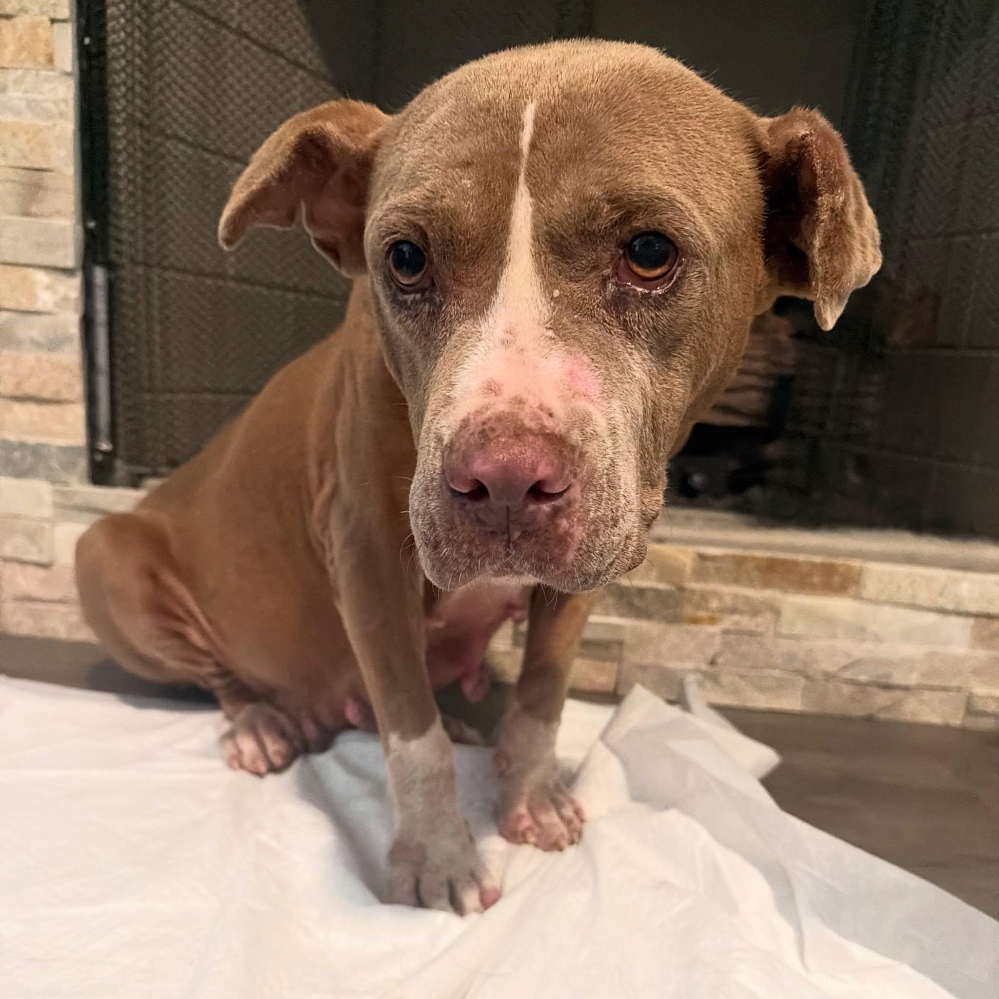 Maggie Moose, Adoptable, Adult Female Mixed Breed.