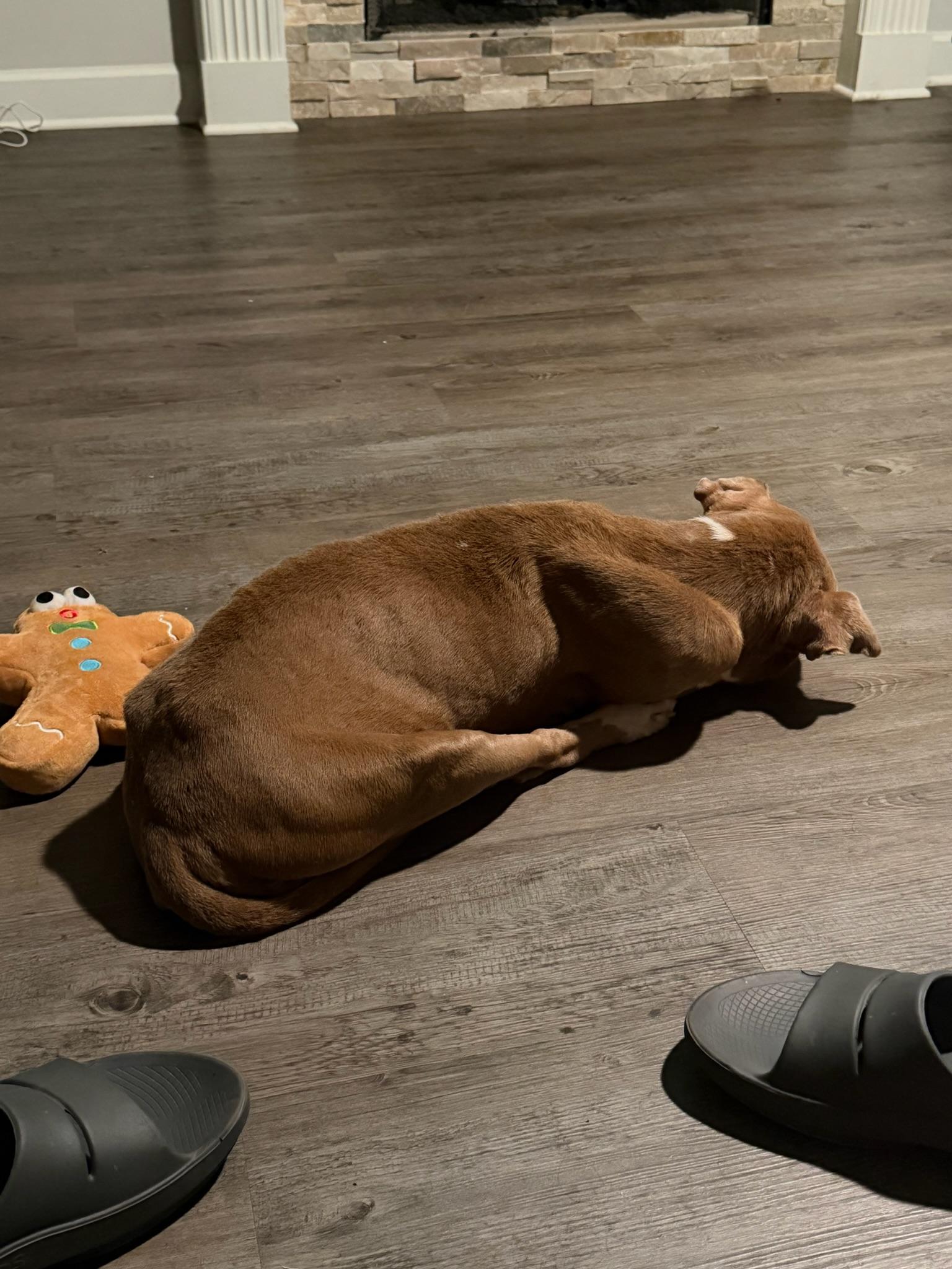 Enlarge Maggie Moose, a Adoptable Mixed Breed in Memphis, TN image 4/4