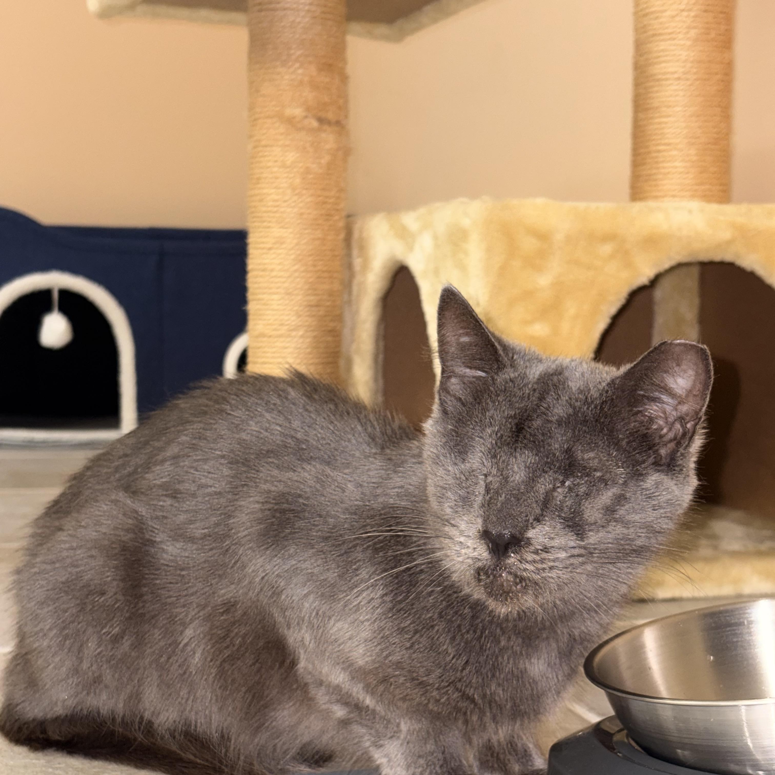 Enlarge Mama, a Adoptable Domestic Short Hair in Glendale, NY image 1/6