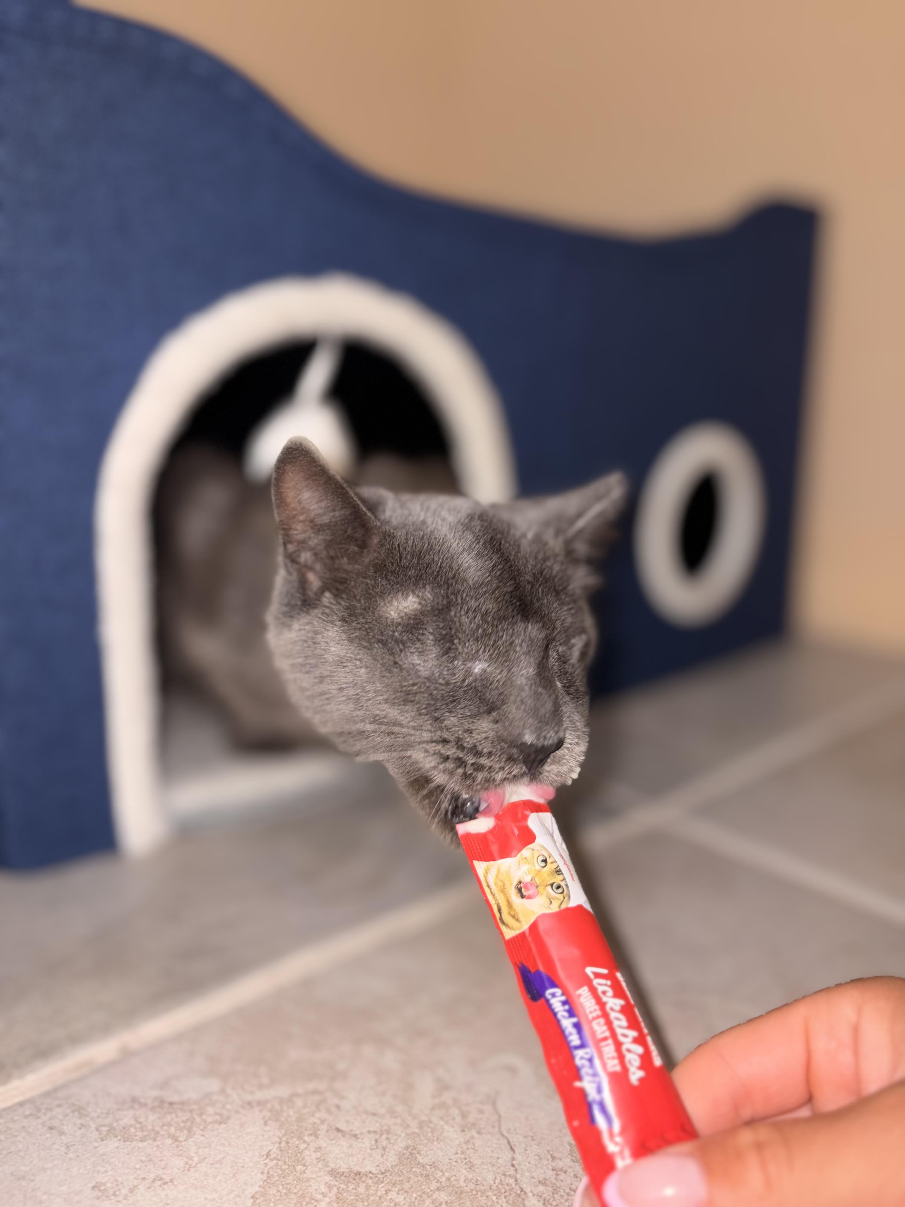 Enlarge Mama, a Adoptable Domestic Short Hair in Glendale, NY image 4/6