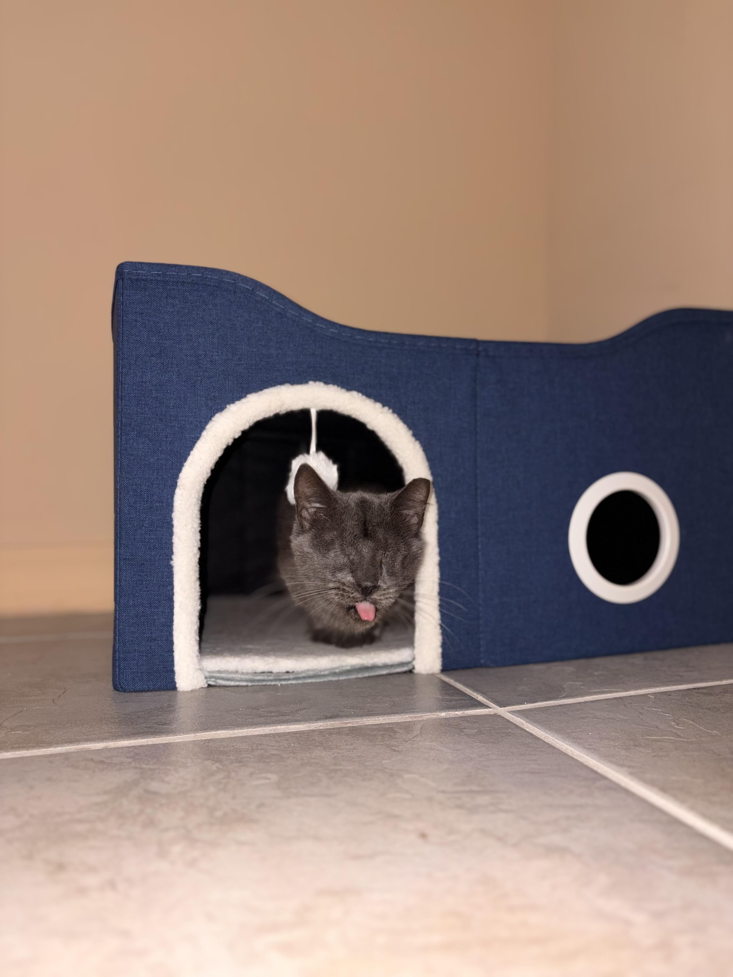 Enlarge Mama, a Adoptable Domestic Short Hair in Glendale, NY image 3/6