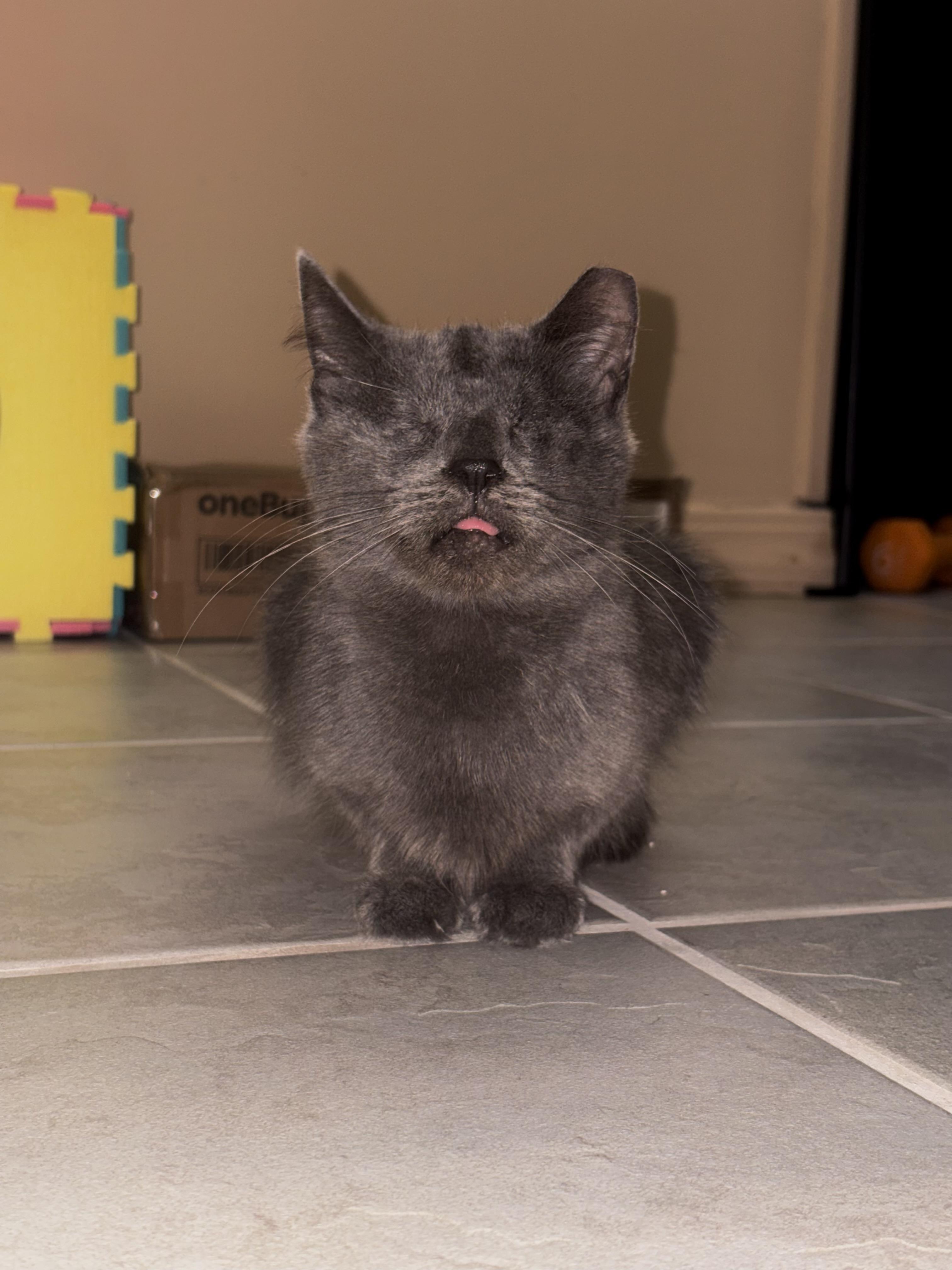 Enlarge Mama, a Adoptable Domestic Short Hair in Glendale, NY image 6/6