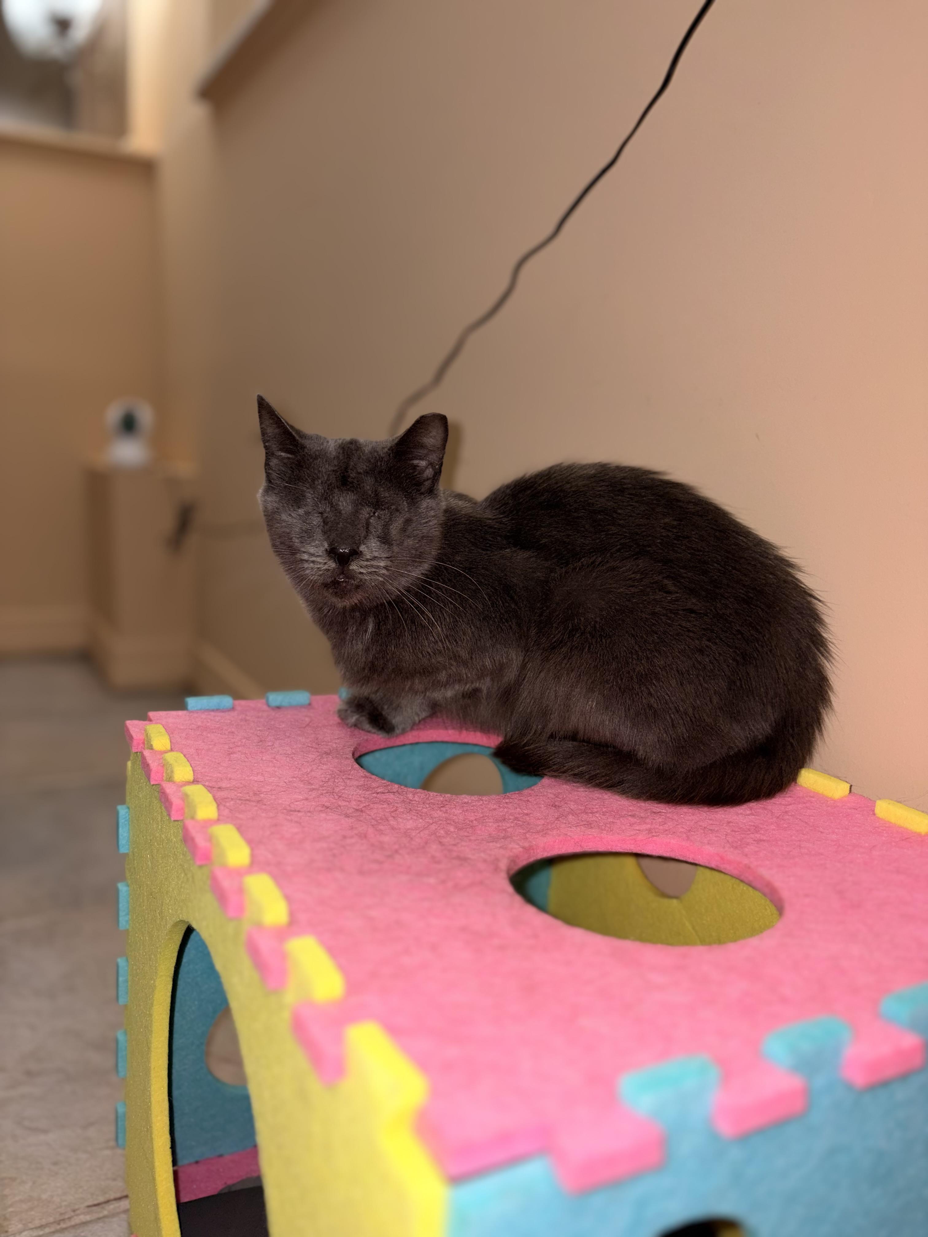Enlarge Mama, a Adoptable Domestic Short Hair in Glendale, NY image 5/6