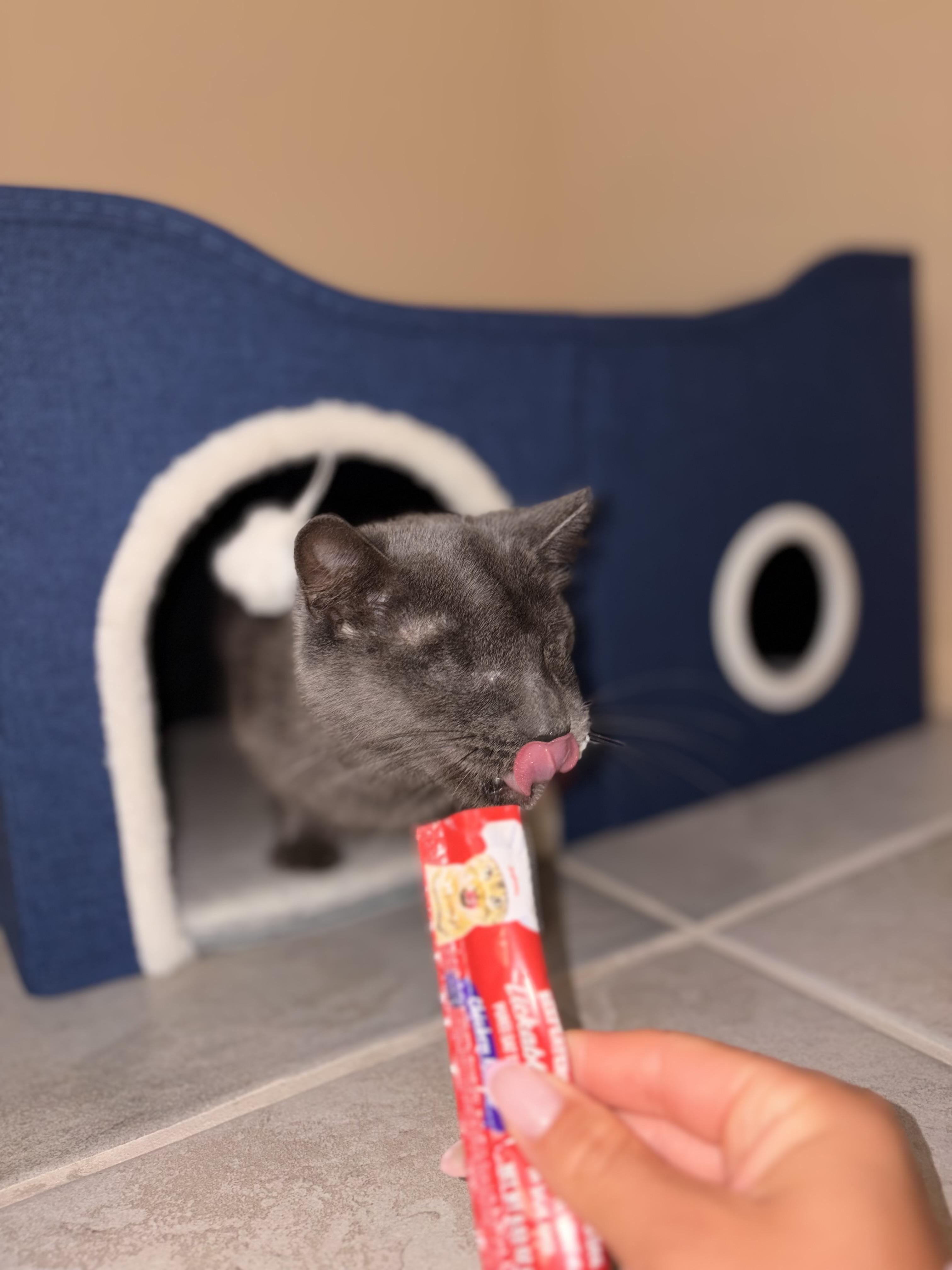 Enlarge Mama, a Adoptable Domestic Short Hair in Glendale, NY image 2/6