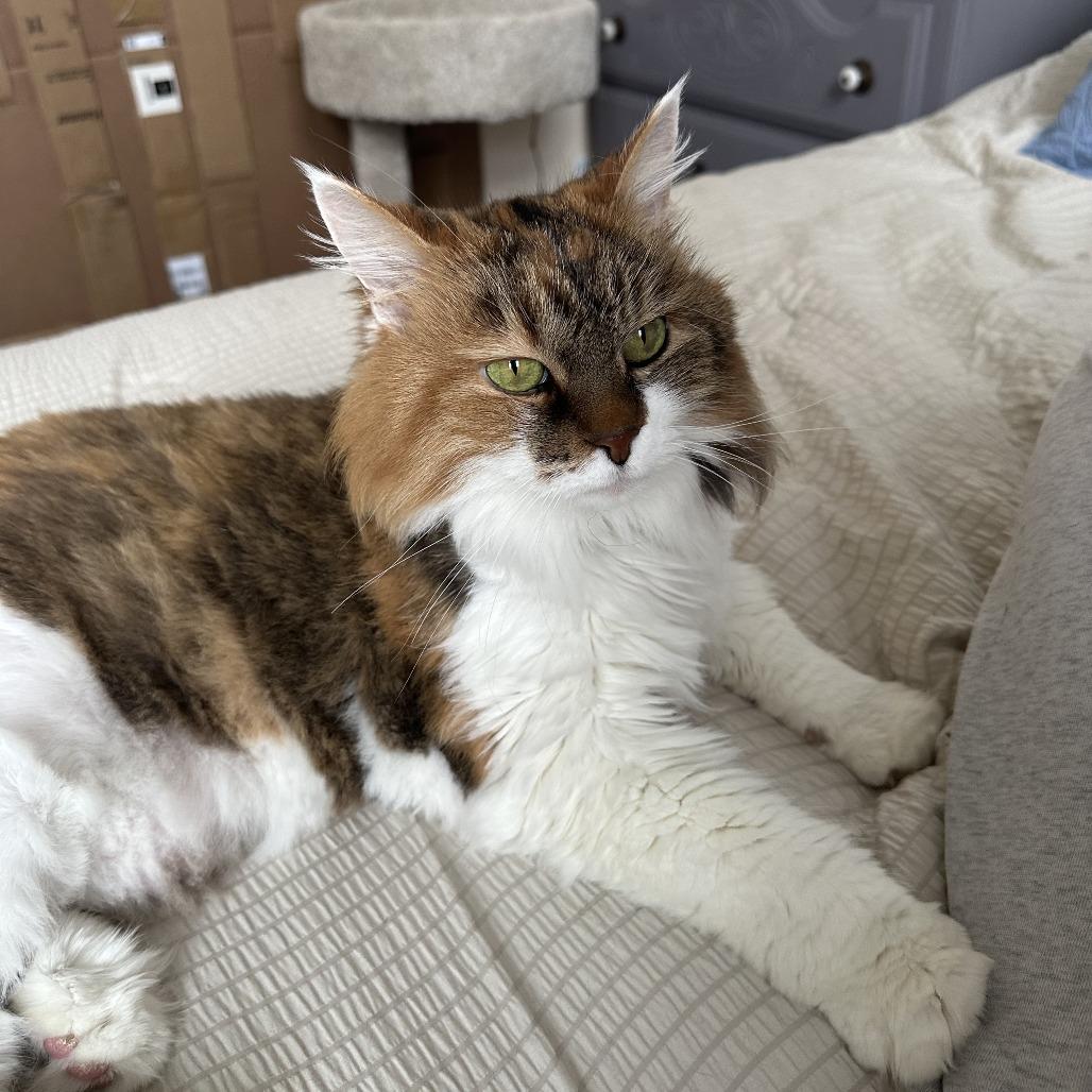 Enlarge Barbara, a Adoptable Domestic Long Hair in Belleville, IL image 2/6