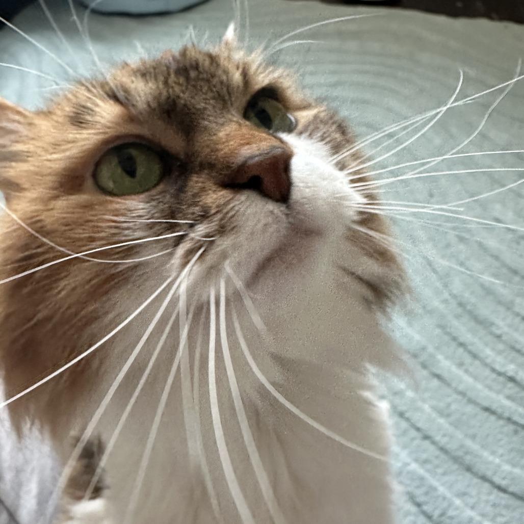 Enlarge Barbara, a Adoptable Domestic Long Hair in Belleville, IL image 3/6