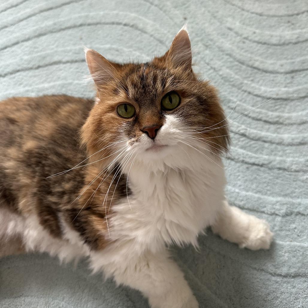 Enlarge Barbara, a Adoptable Domestic Long Hair in Belleville, IL image 4/6