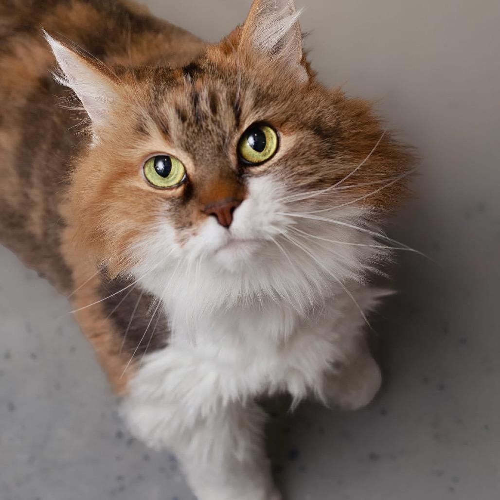 Enlarge Barbara, a Adoptable Domestic Long Hair in Belleville, IL image 5/6