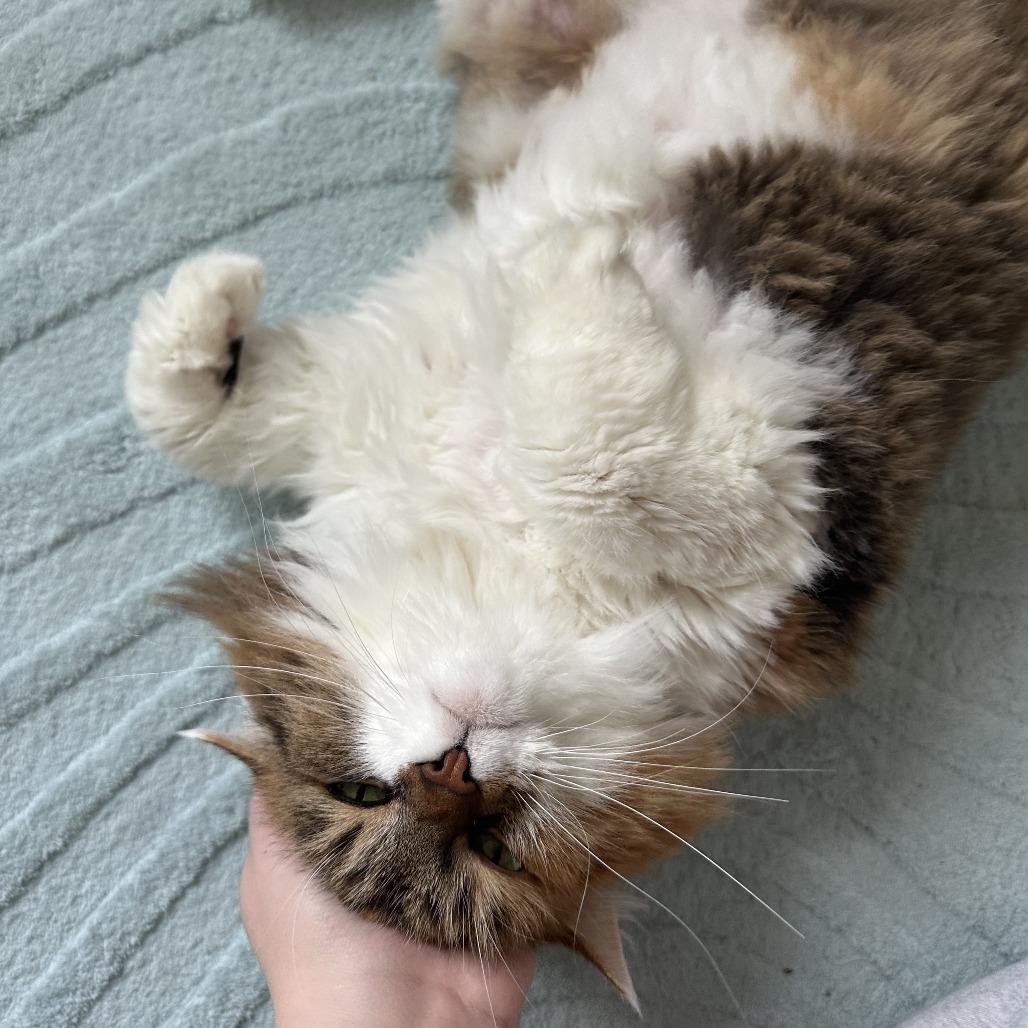 Enlarge Barbara, a Adoptable Domestic Long Hair in Belleville, IL image 6/6